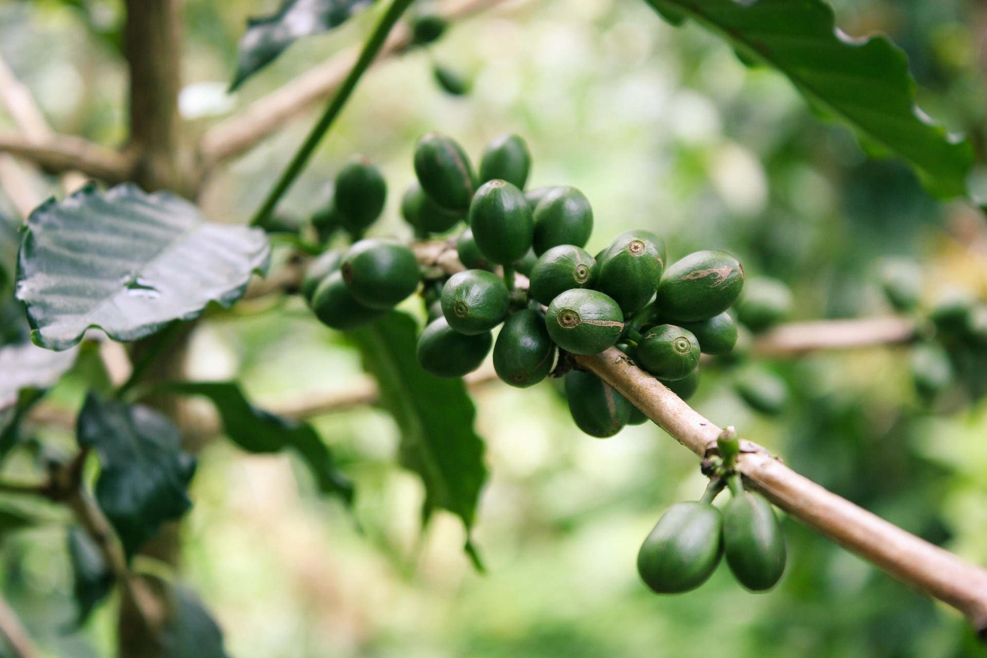 Coffee leaves